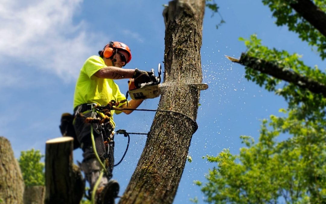 Expert Tree Trimming for Healthy and Beautiful Landscapes