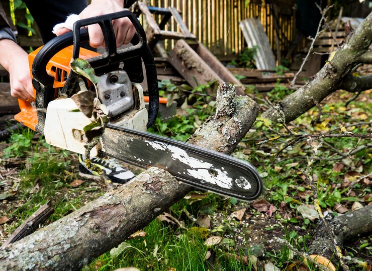 tree services Brisbane | Guide for the Tree Care