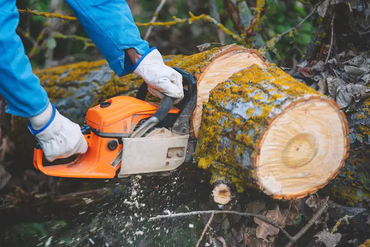 Your Guide to Local Tree Cutting Services in Brisbane