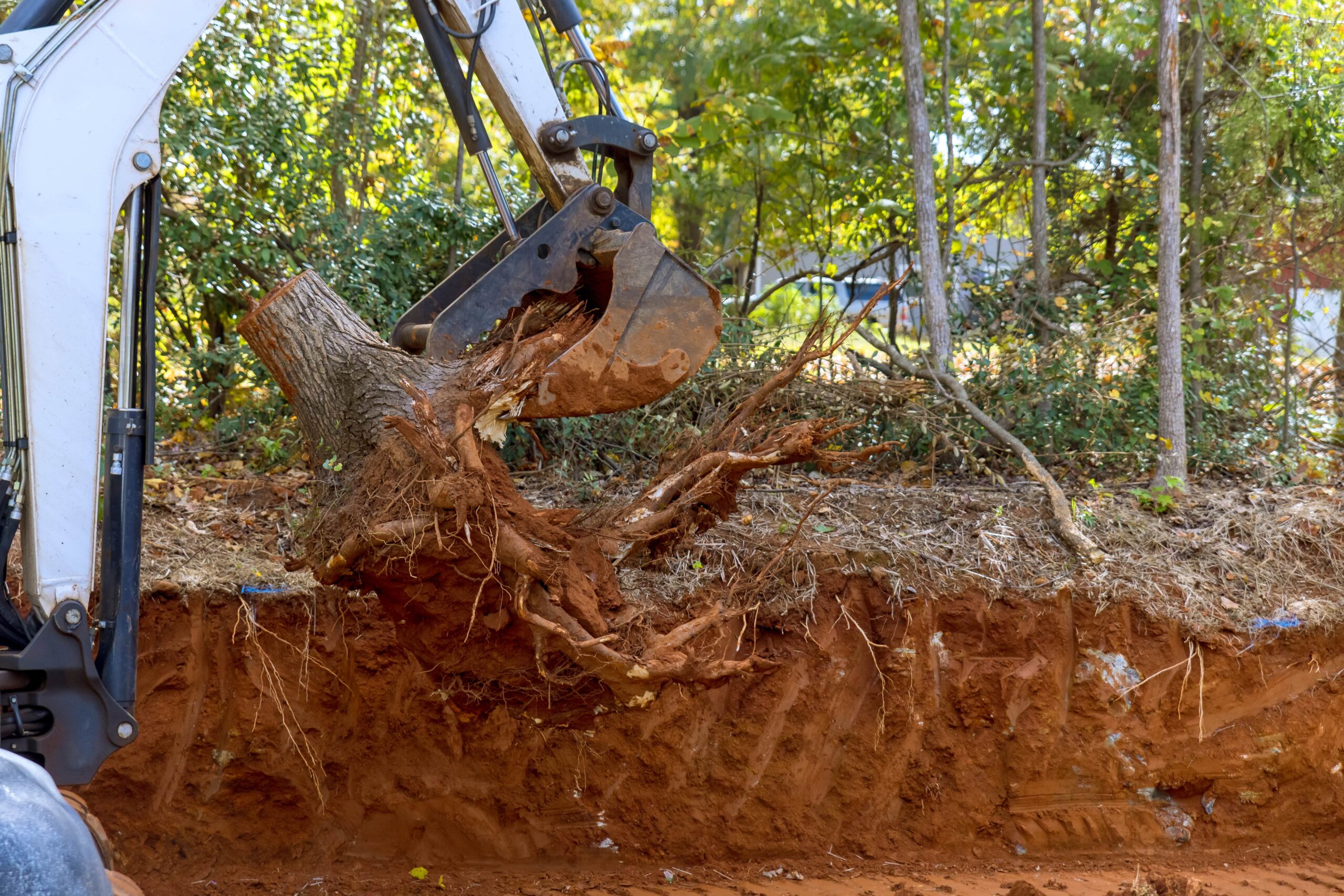 How to Remove a Hedge Stump